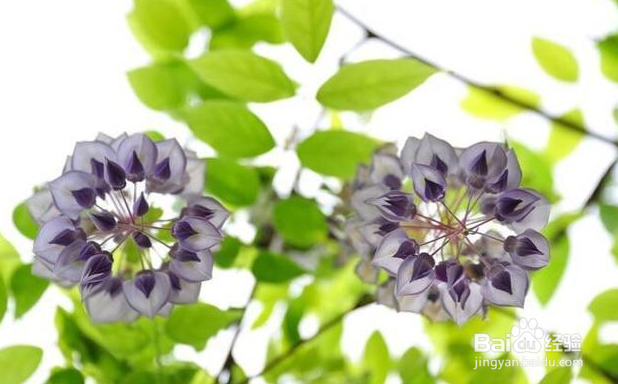 怎样拍摄紫藤花