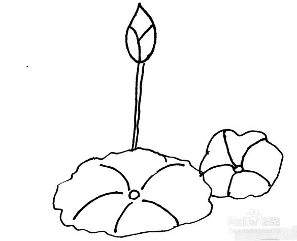 荷花的简笔画