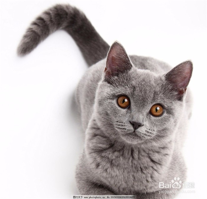 家中有幼儿的家庭如何养猫