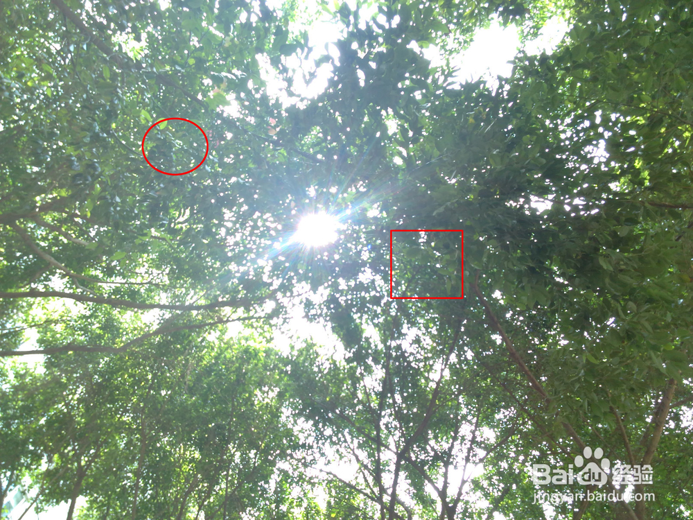 怎样用手机拍照之焦点捕获、由近及远
