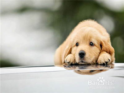 怎么训练狗狗护主