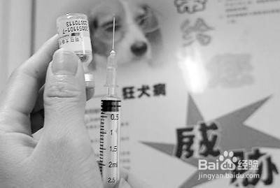 狂犬疫苗接种原则和打了狂犬疫苗后注意事项