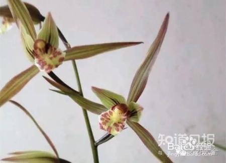 100种兰花品种图鉴，花开瞬间，艳冠群芳！