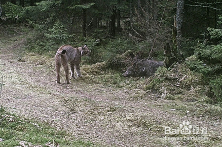 猎豹和欧亚猞猁谁厉害?为什么?