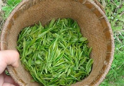 碧螺春鉴别的简单方法