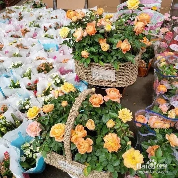 做好6件事,绿萝不死不伤,月季长寿花开满盆