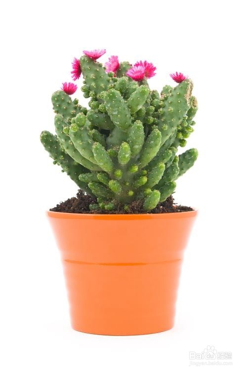 如何在室内种植仙人掌