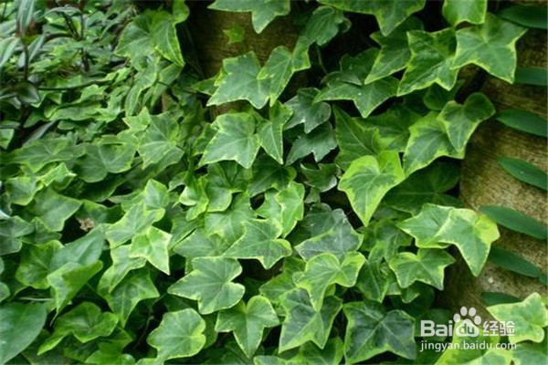 常春藤怎么养殖?