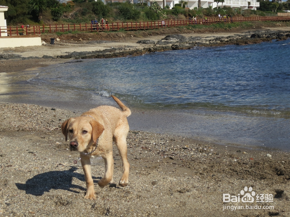 幼犬刚领回家要注意几点