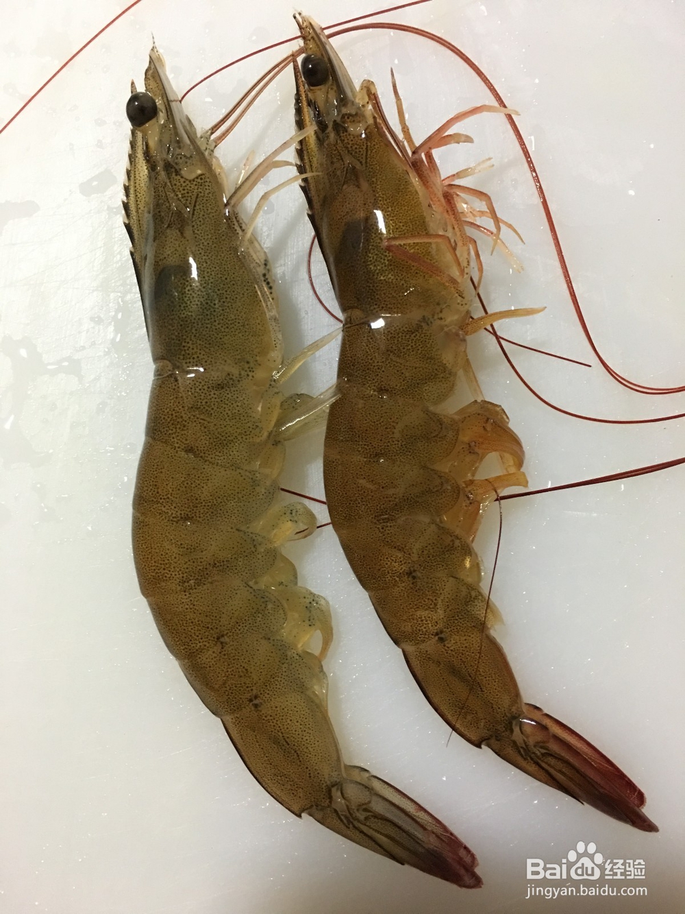 怎样做好吃的萝卜煮鲜虾？