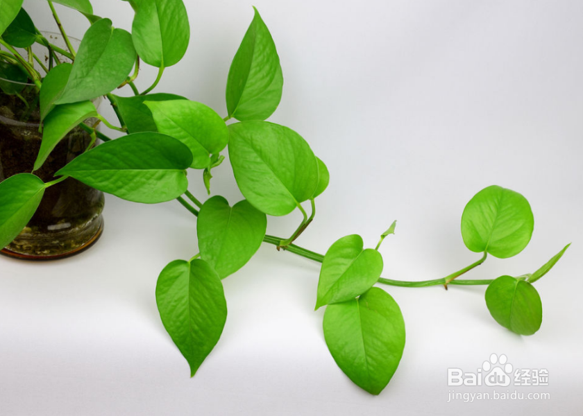 冬天绿萝叶子为何会发黄