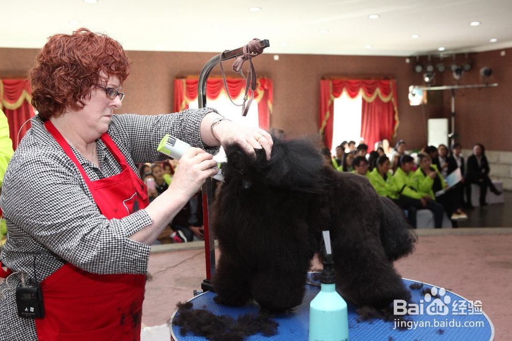 哪家宠物美容培训学校比较好