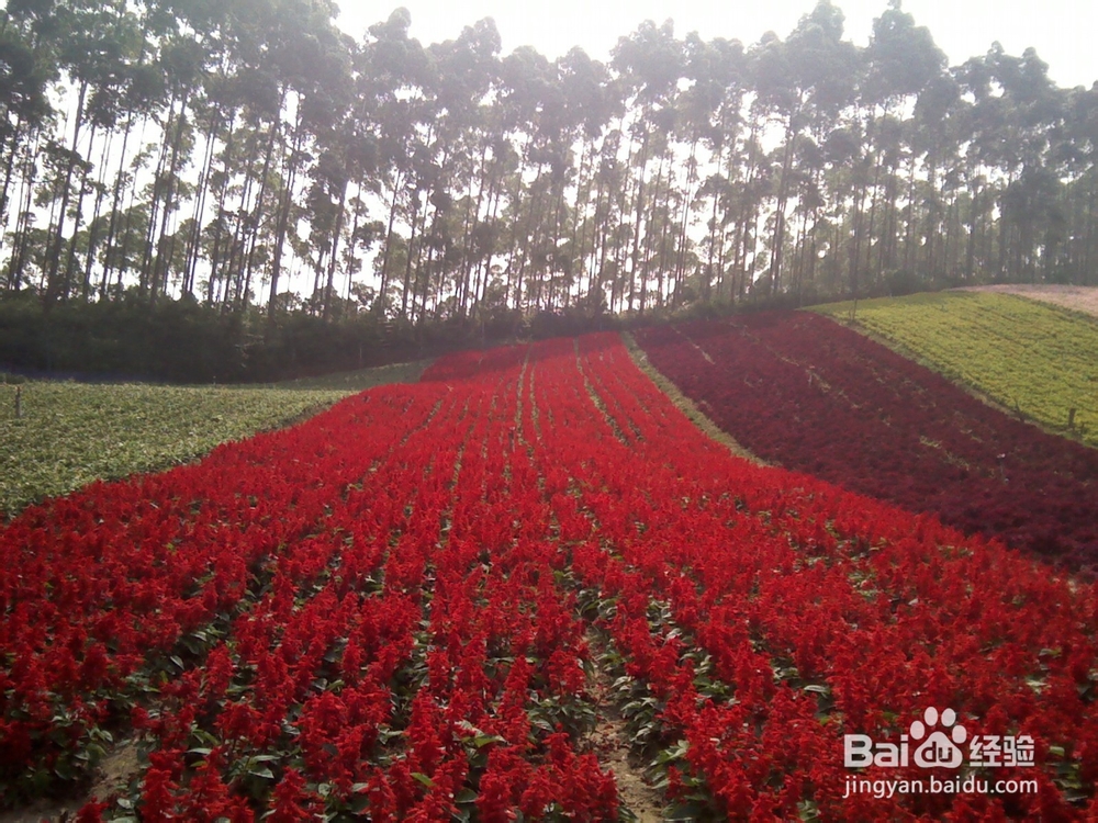 十里蓝山(玛琪雅朵花海)好玩吗