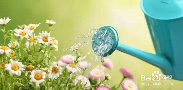 浇花用什么样的水好
