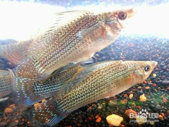 珍珠玛丽鱼有何饲养要求