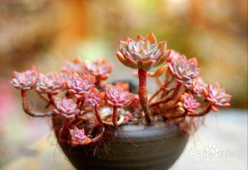 多肉植物什么是老桩？