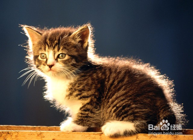 小猫一直叫的原因及解决办法