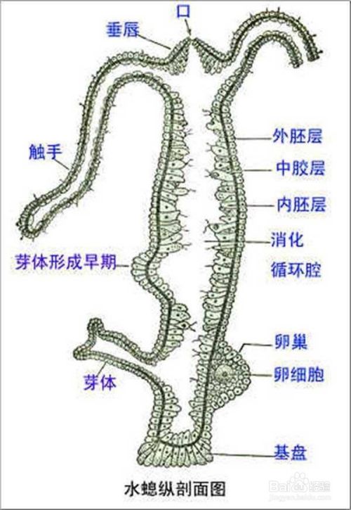 无脊椎动物的分类 百度经验