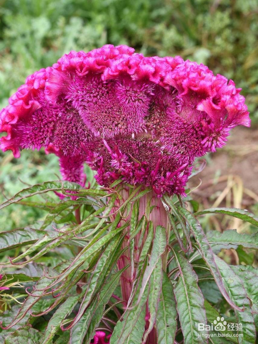 鸡冠花在日常生活中怎么进行养育