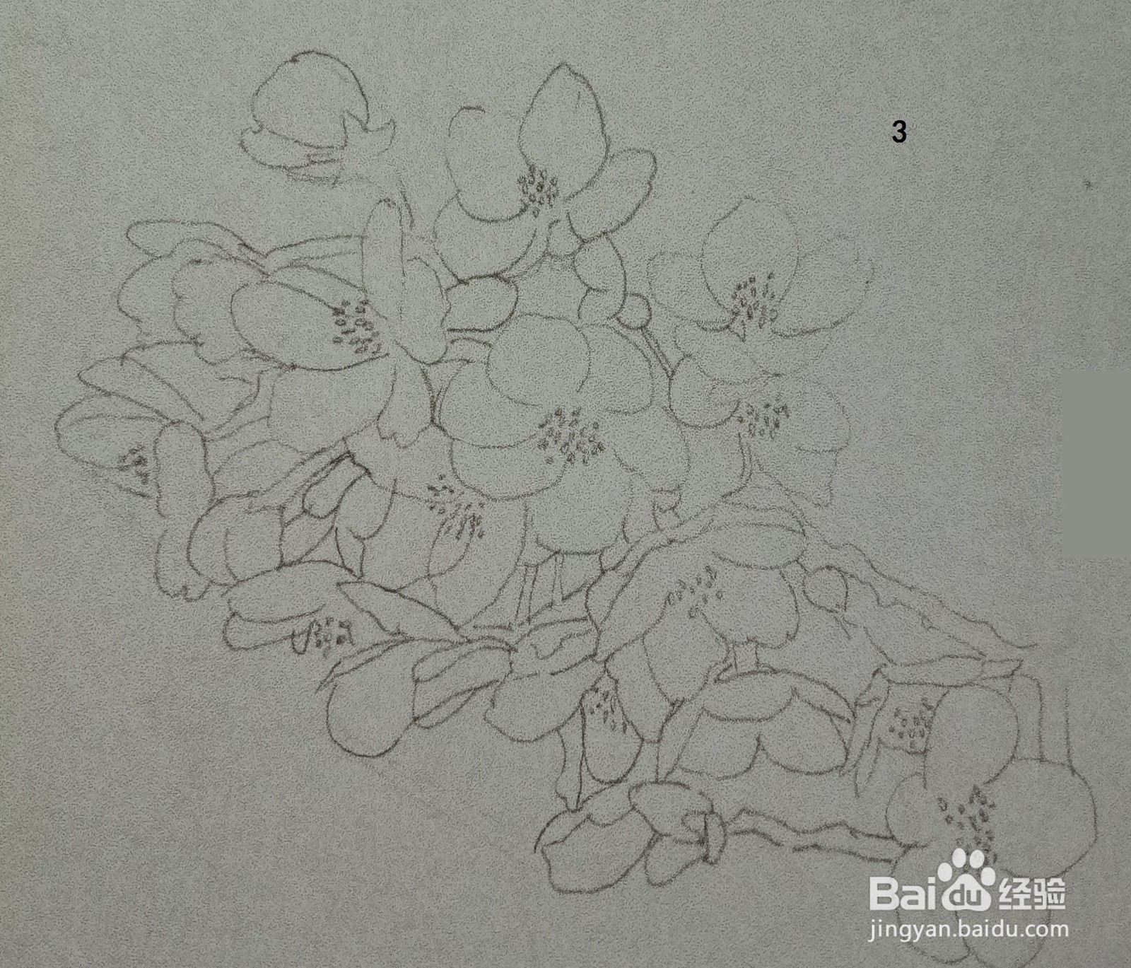 用钢笔绘制一簇桃花的画法