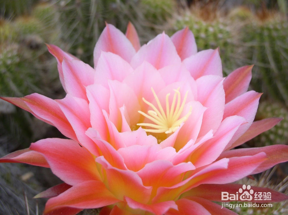 如何防止花变蔫?