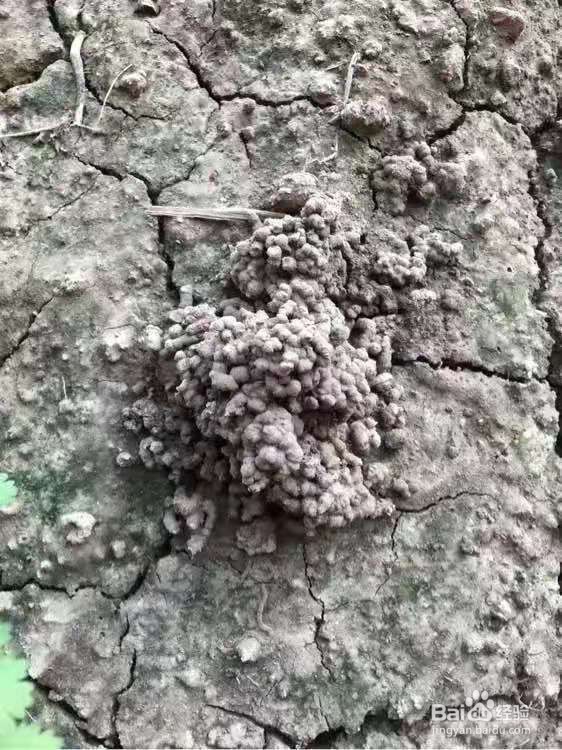 花盆里浇1勺，7天后叶绿根壮，重新爆满盆