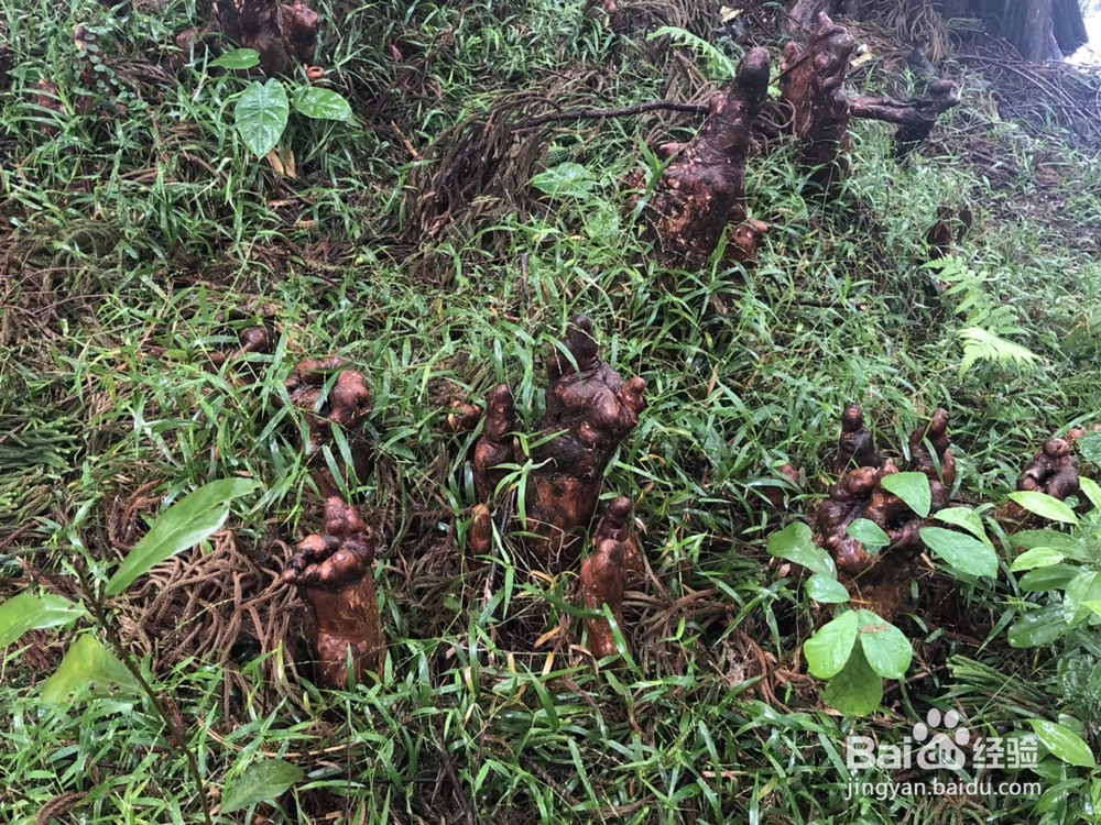 户外旅行，来植物园氧吧吧