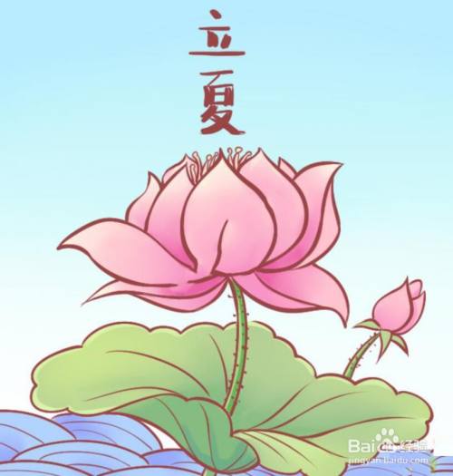 立夏盛开的花怎么画