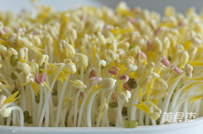 春天种豆芽的做法