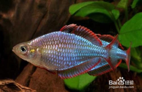 鱼缸鱼种的选择及混养