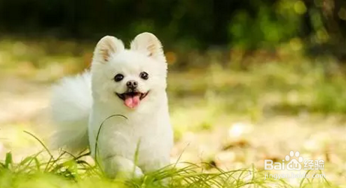 对很多养宠物家庭来说，怀孕了能不能养宠物？