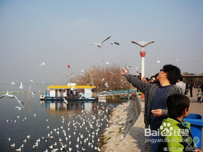 【春的迁徙】冬日，昆明观鸥攻略