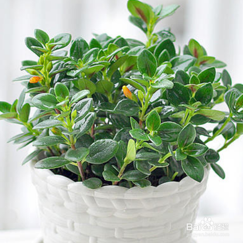 秋天养金鱼吊兰要注意些什么？