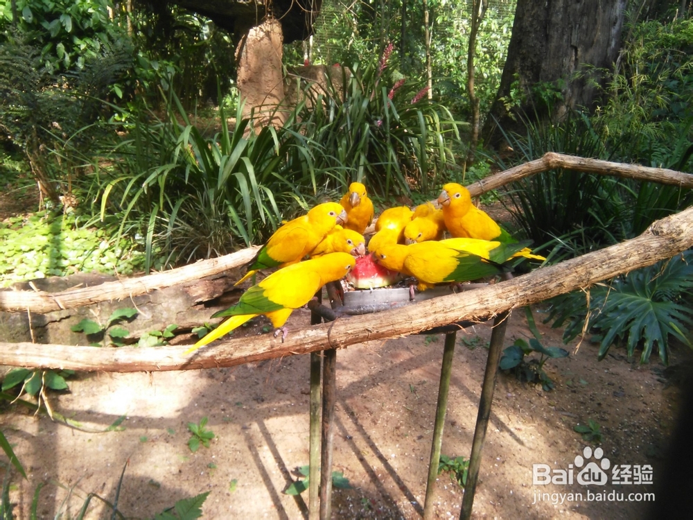 巴西主要景点旅游攻略