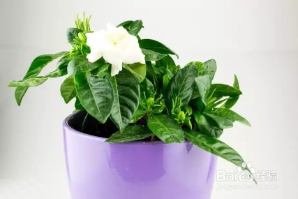 让栀子花喝点“啤酒”，叶片绿油油花开满枝头！