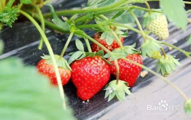 草莓怎样保鲜时间最长