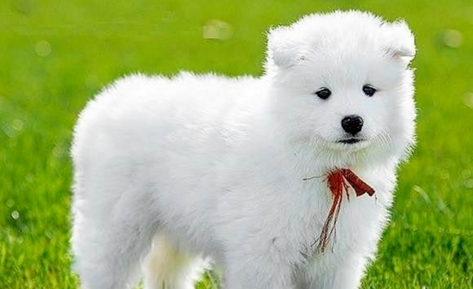 动物能不能快递