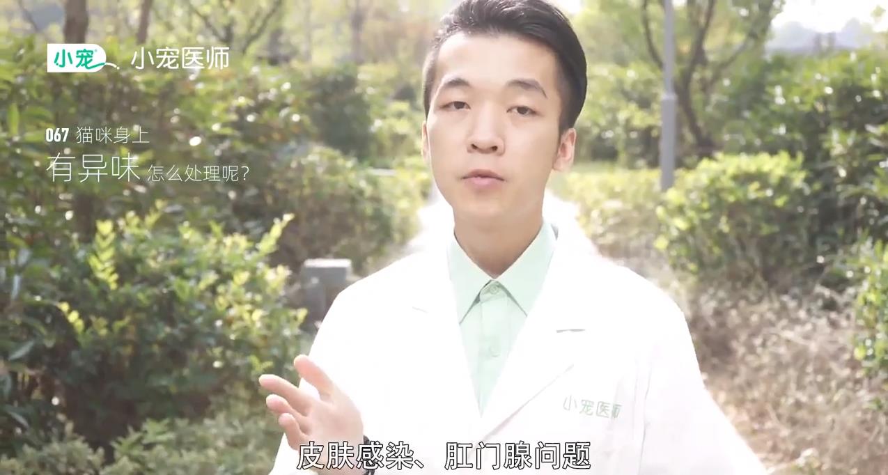 猫咪身上有异味怎么处理