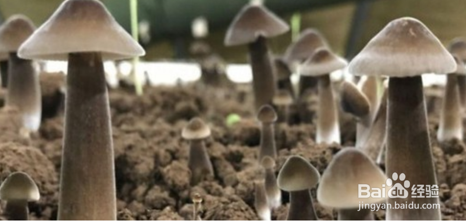 鸡枞种植技术方法