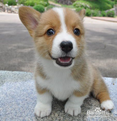 柯基犬掉毛怎么办，两分钟解决你的烦恼~