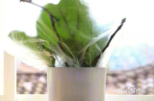 扯几片叶子就能重新载新的盆景植物的植物和方法
