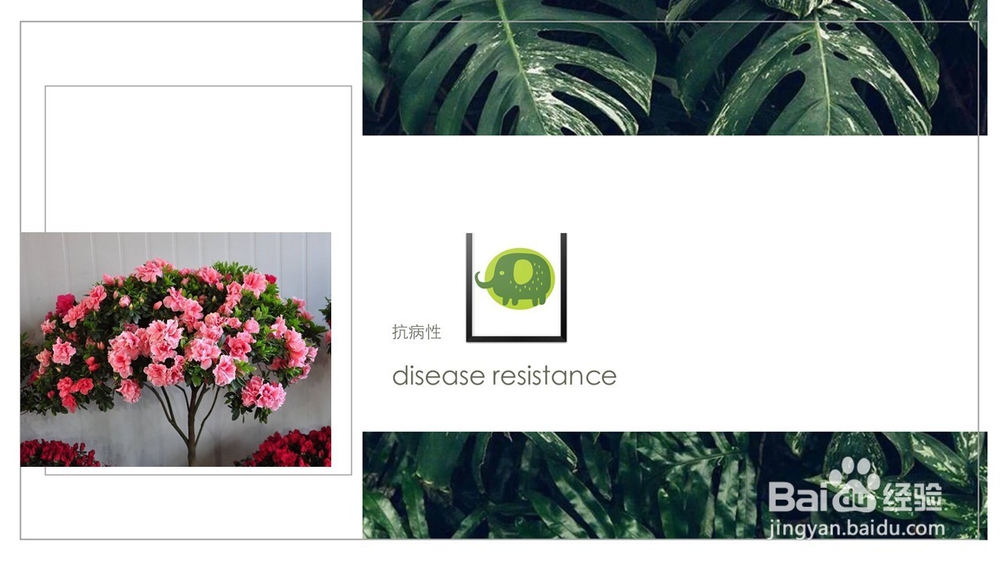 风信子的注意事项