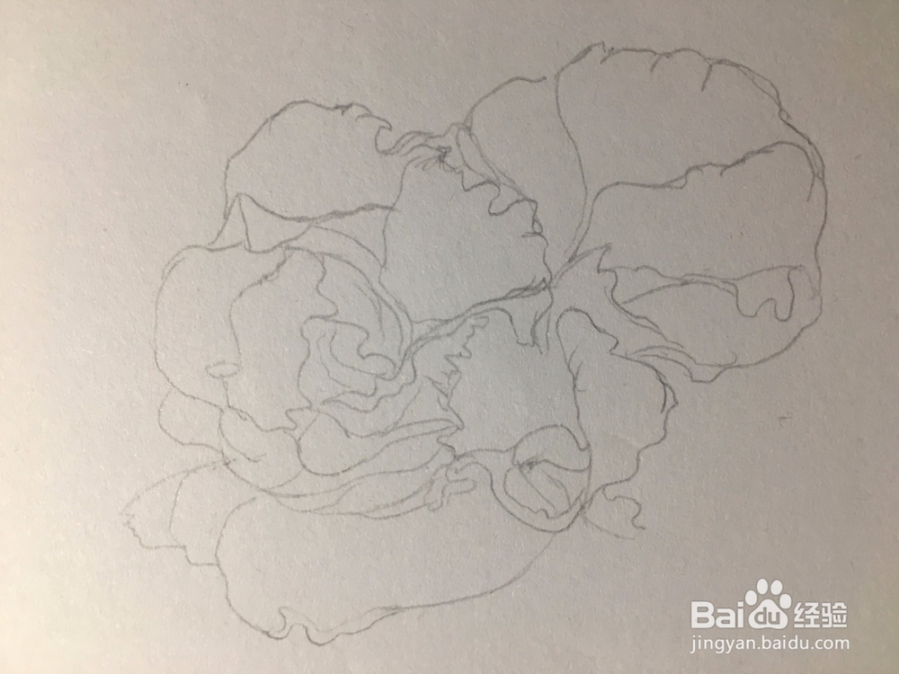 月季花的画法 月季简笔画 三朵月季的线描画教程