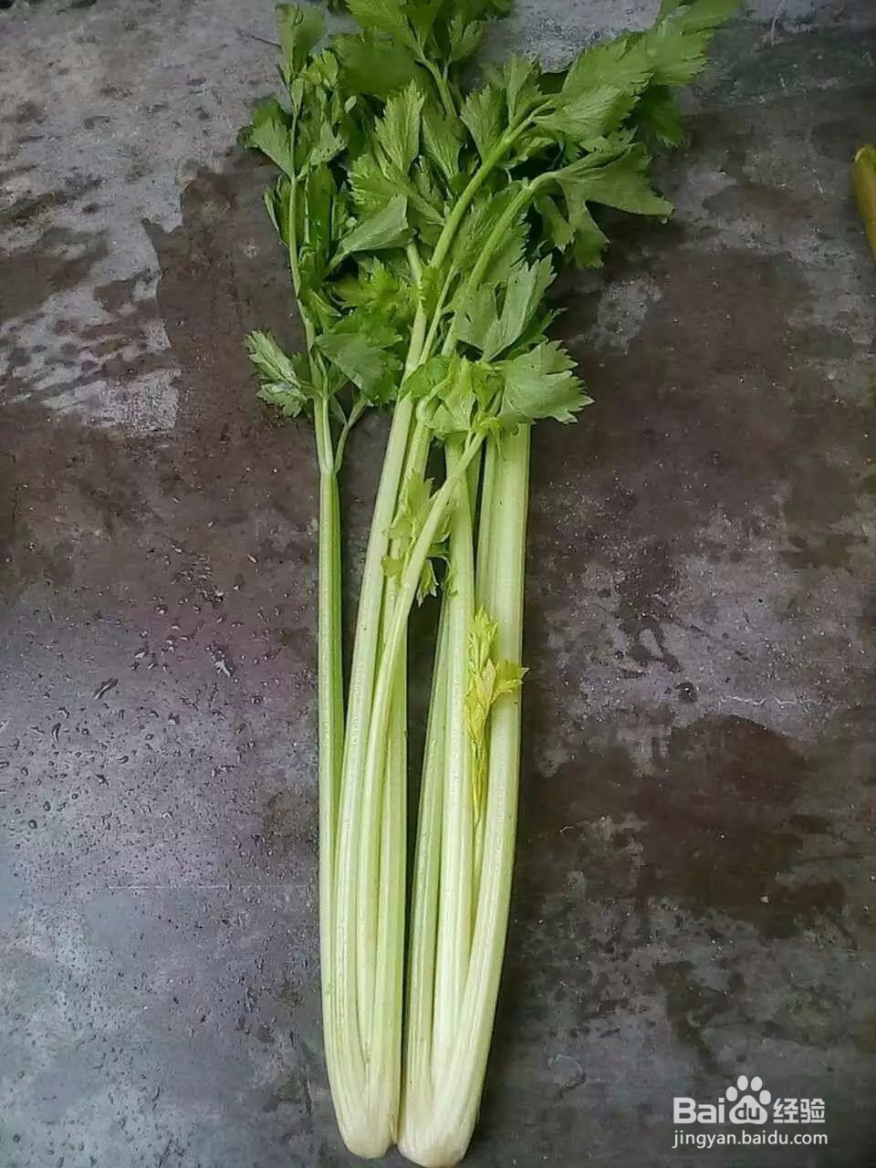 藕片芹菜水饺怎么做