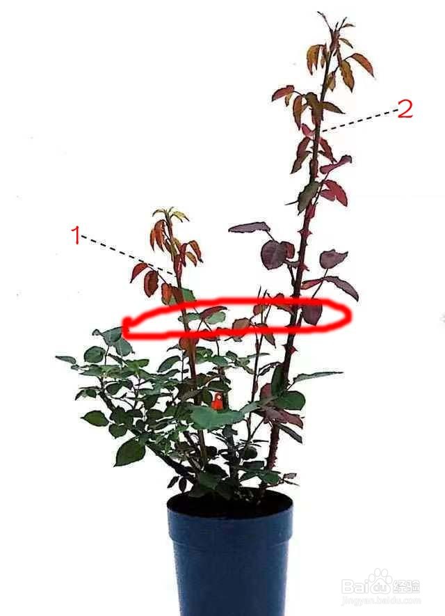 月季不开花只长叶子怎么办