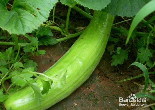 越瓜的功效和作用