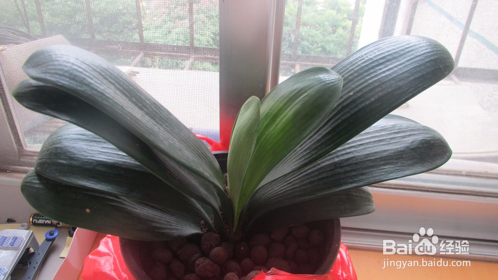 君子兰烂根了怎么办？