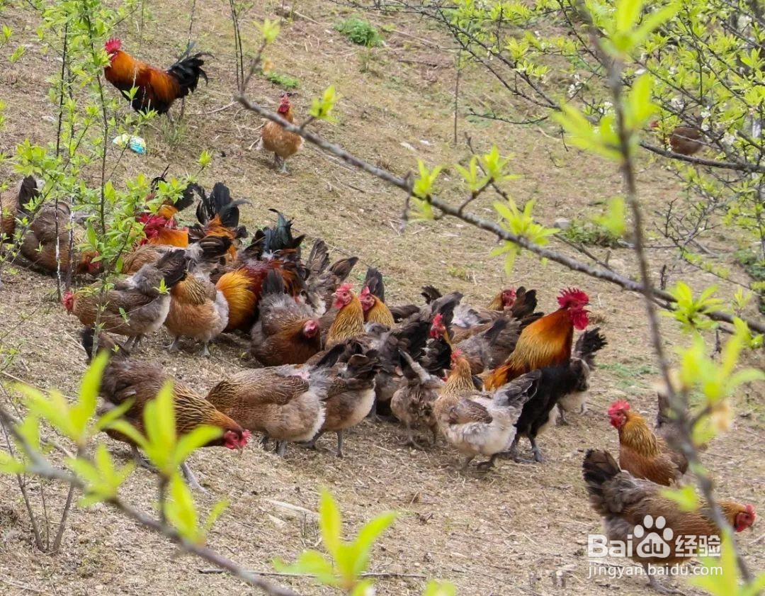 散养鸡怎么捡鸡蛋