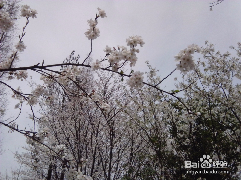 古城绍兴游览体验之宛委山樱花