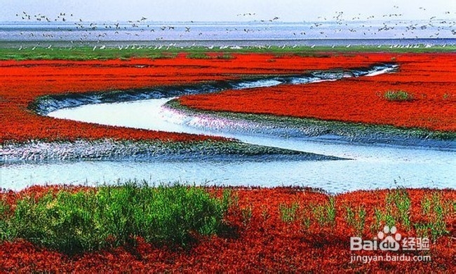 红海滩什么时候去最好